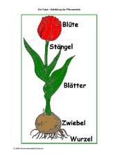 Tulpe-Pflanzenteile.pdf